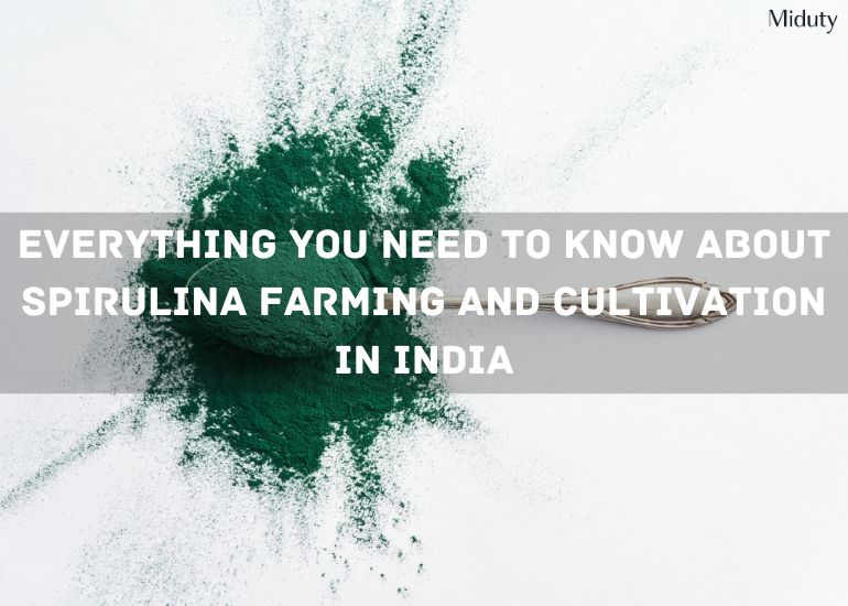 Everything You Need to Know About Spirulina Farming and Cultivation in India