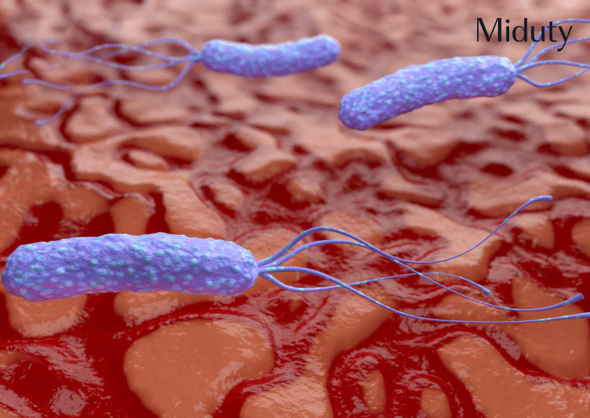 4 Real Causes of H Pylori Infection And Its Natural Treatment