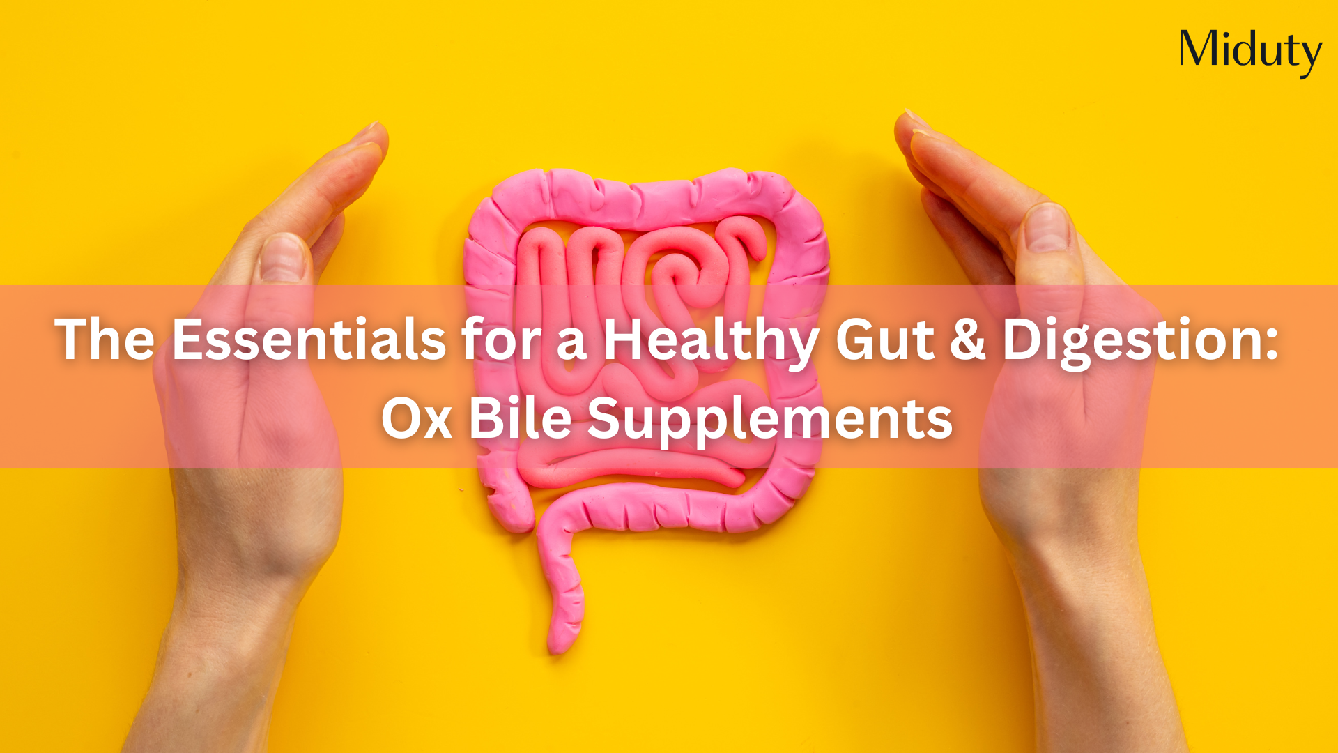 The Essentials for a Healthy Gut & Digestion: Ox Bile Supplements